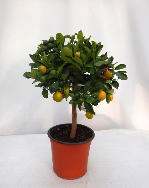 CITRUS MITIS CALAMONDIN