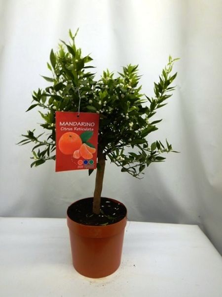 CITRUS RETICULATA MANDARINE