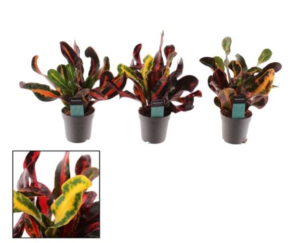 CODIAEUM VARIEG. MAMMI