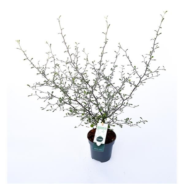COROKIA MAORI GREEN