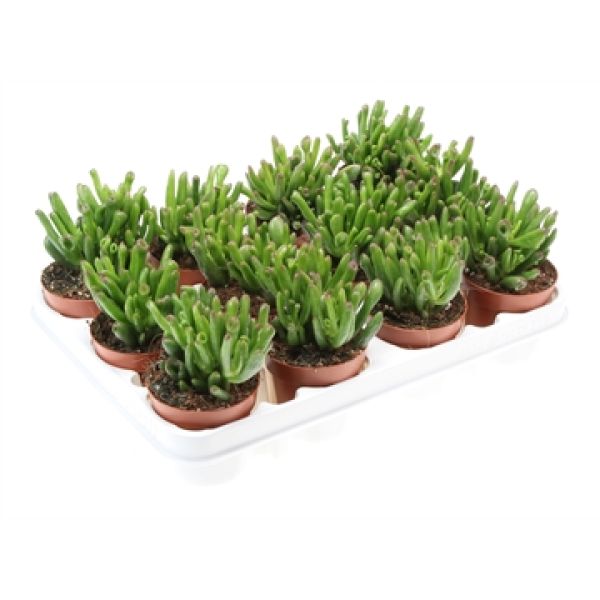 CRASSULA HOBBIT