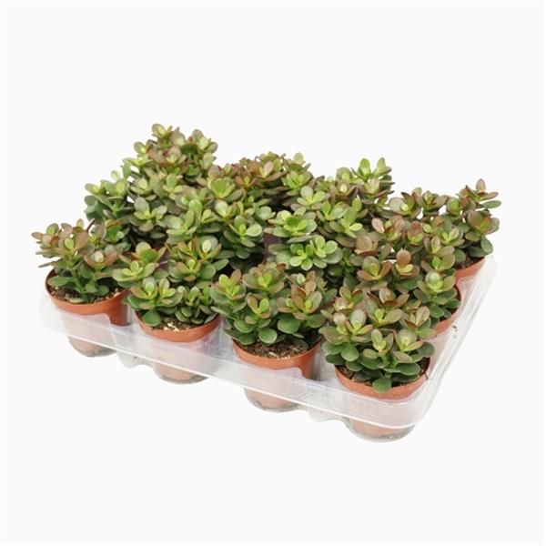 CRASSULA MINOR