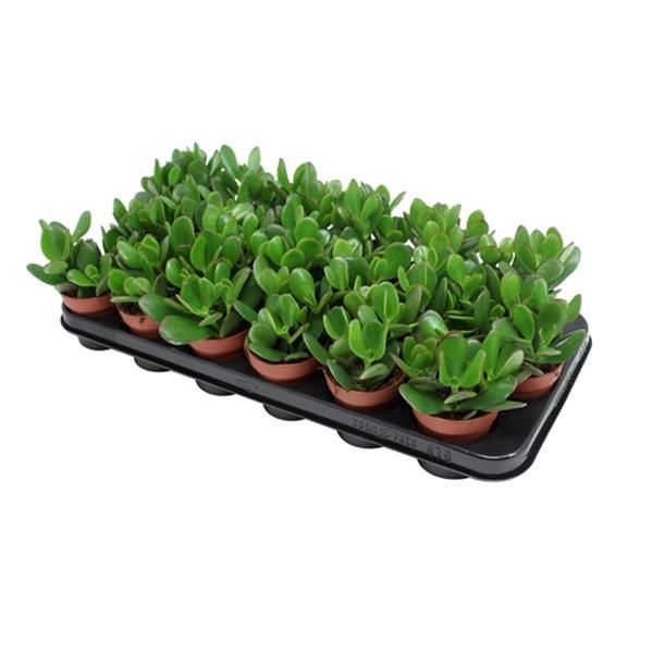 CRASSULA OVATA