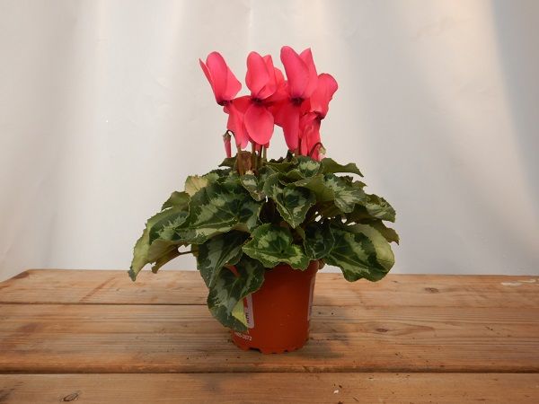 CYCLAMEN PERSICUM HALIOS