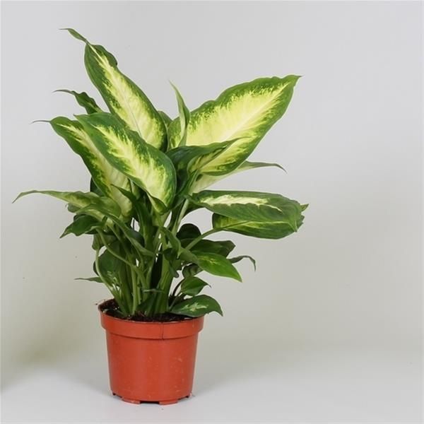 DIEFFENBACHIA CAMILLA