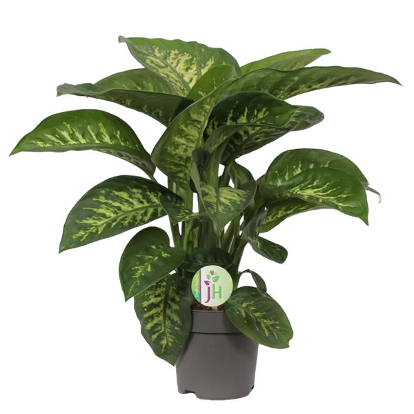 DIEFFENBACHIA REEVA