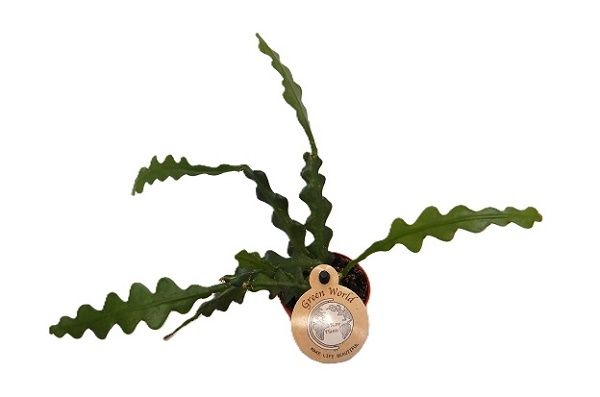 EPIPHYLLUM ANGULLIGER
