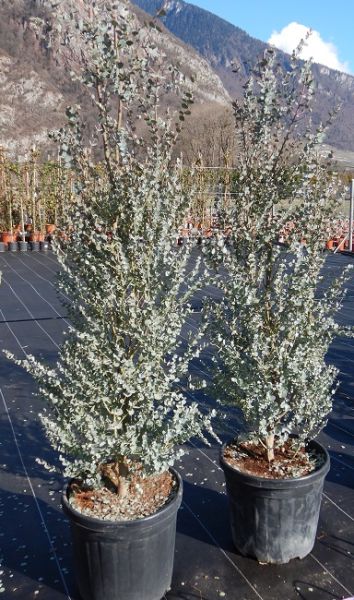 EUCALYPTUS GUNNII AZURA