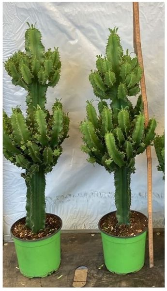 EUPHORBIA ERITREA
