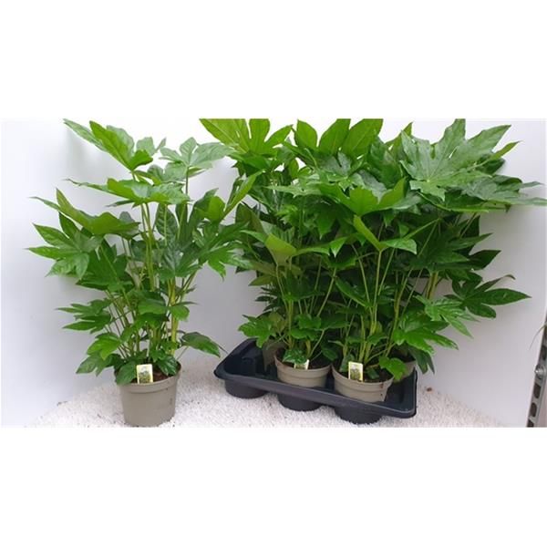 FATSIA JAPONICA