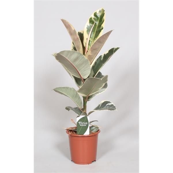 FICUS ELASTICA TINEKE