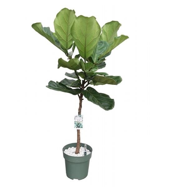 FICUS LYRATA