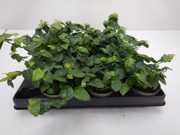 FICUS PUMILA