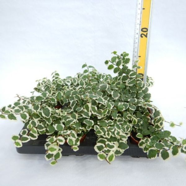 FICUS PUMILA SUNNY