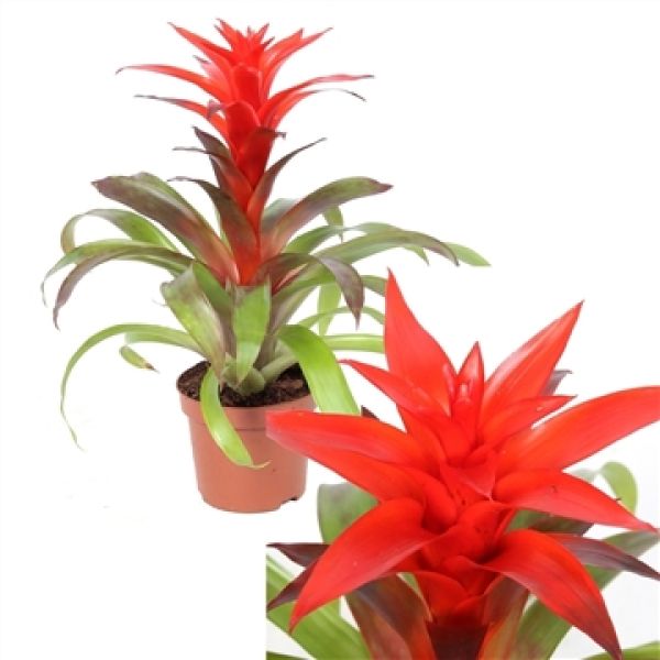 GUZMANIA REVOLUTION