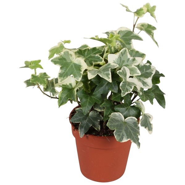 HEDERA HELIX PANACHE