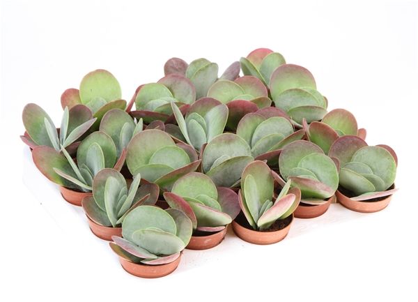 KALANCHOE THYRSIFLORA
