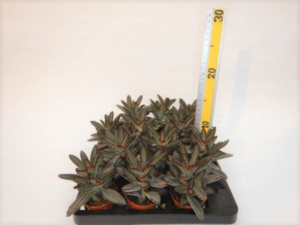 KALANCHOE TOMENTOSA