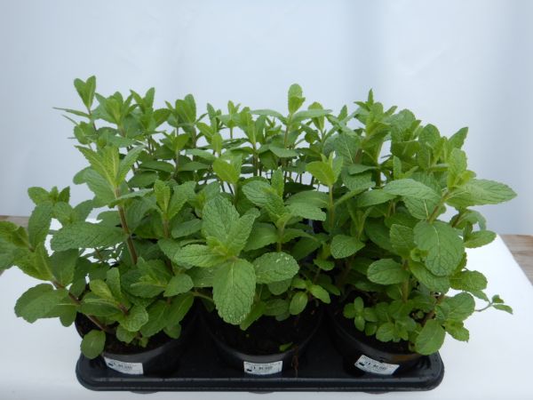 MENTHA MAROCCAINE