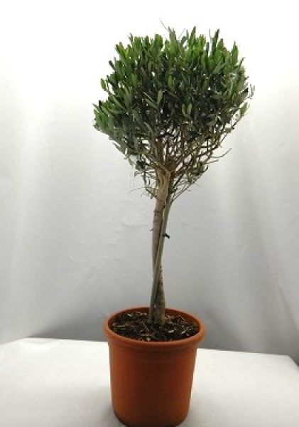 OLEA EUROPAEA TIGE