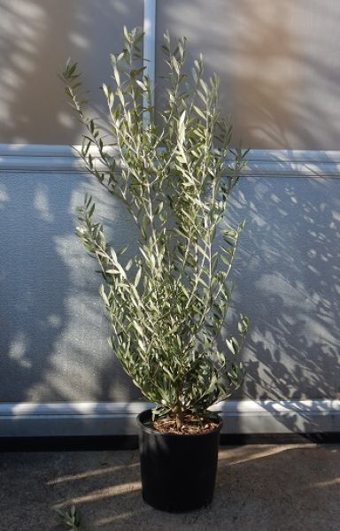 OLEA EUROPAEA TOUFFE