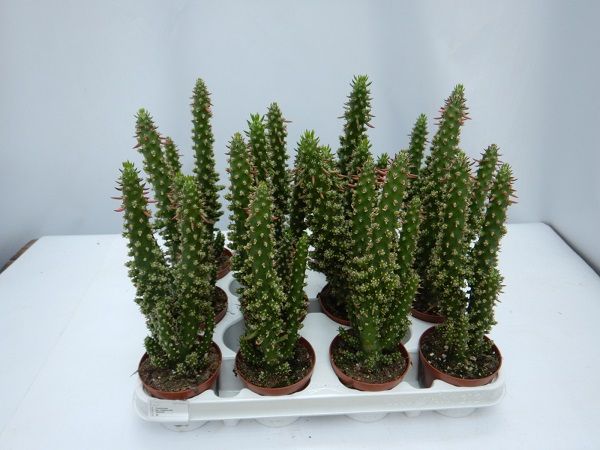 OPUNTIA SUBULATA