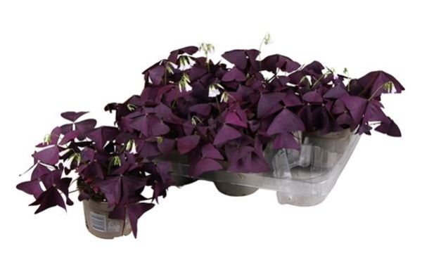 OXALIS TRIANGULARIS