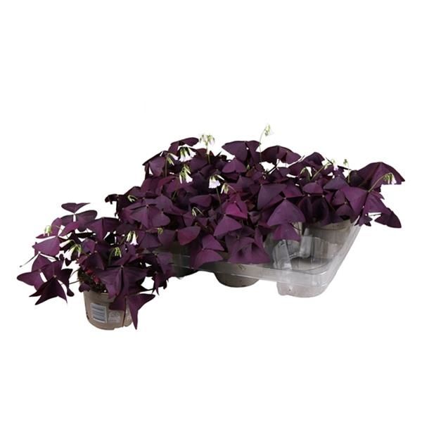OXALIS TRIANGULARIS