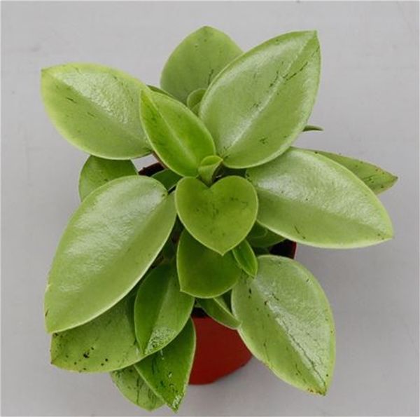 PEPEROMIA PIXIE LIME