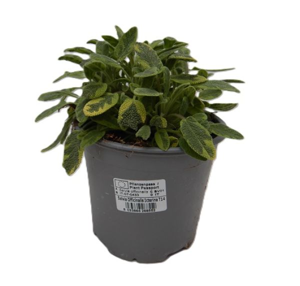 SALVIA OFF. ICTERINA