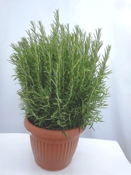 ROSMARINUS OFFICINALIS