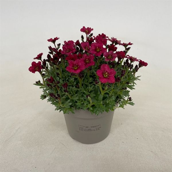 SAXIFRAGA ARENDSII  RED