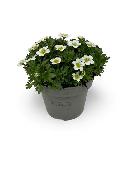 SAXIFRAGA ARENDSII  WHITE