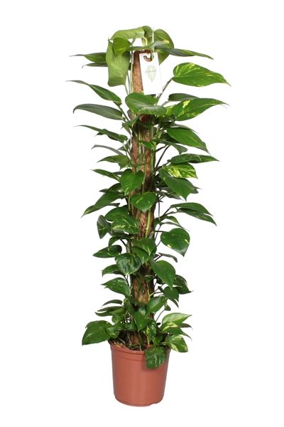 SCINDAPSUS PINNATUM