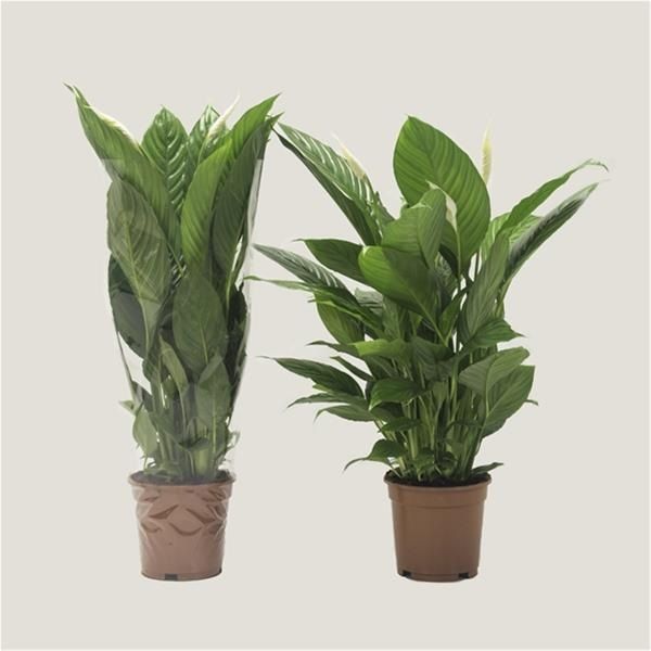SPATHIPHYLLUM VIVALDI