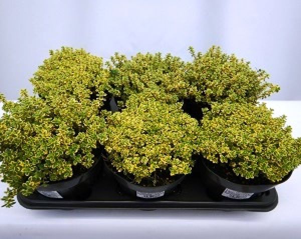 THYMUS CITRIODORUS AUREUS