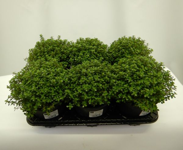 THYMUS VULGARIS