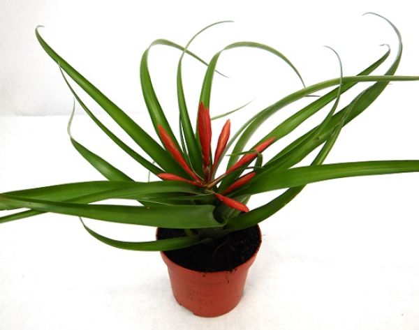 TILLANDSIA FLABELLATA
