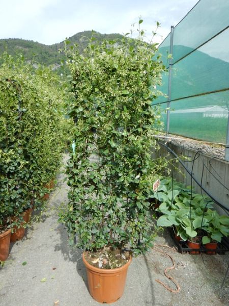 TRACHELOSPERNUM JASMINOIIDES