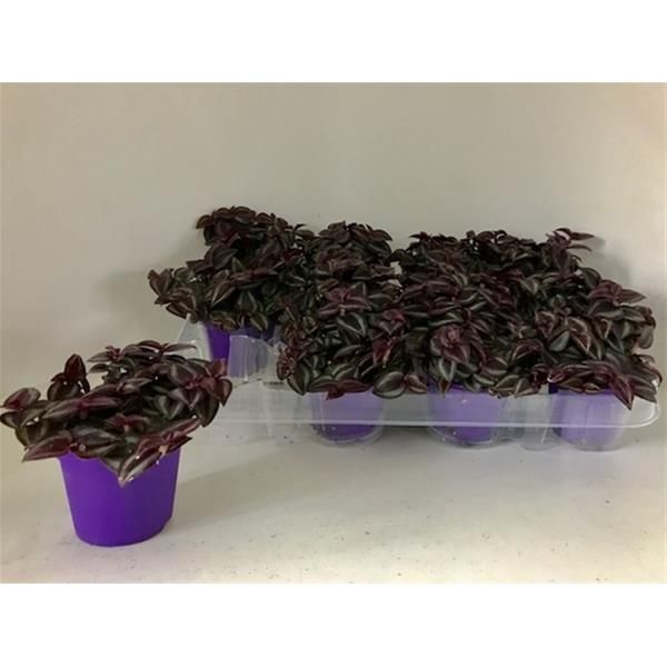 TRADESCANTIA PURPLE PASSION