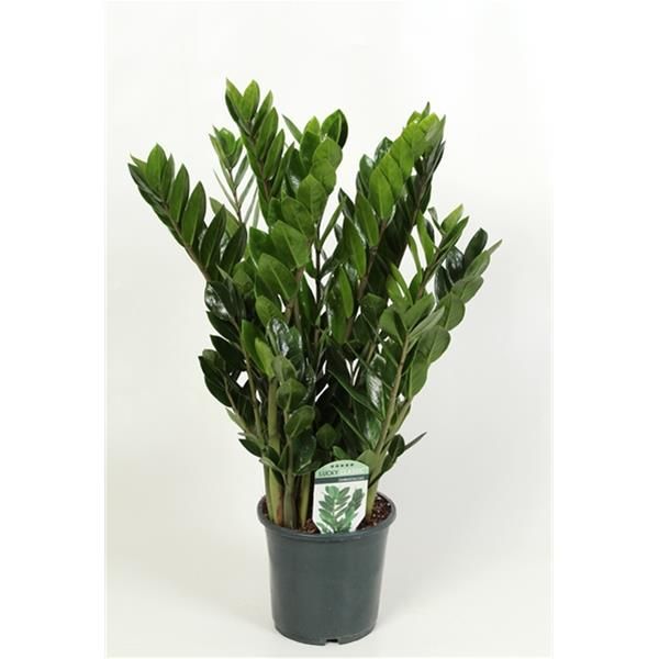 ZAMIOCULCAS