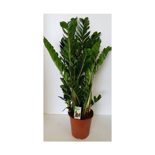 ZAMIOCULCAS