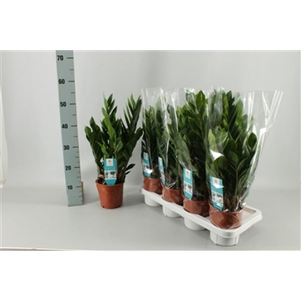 ZAMIOCULCAS