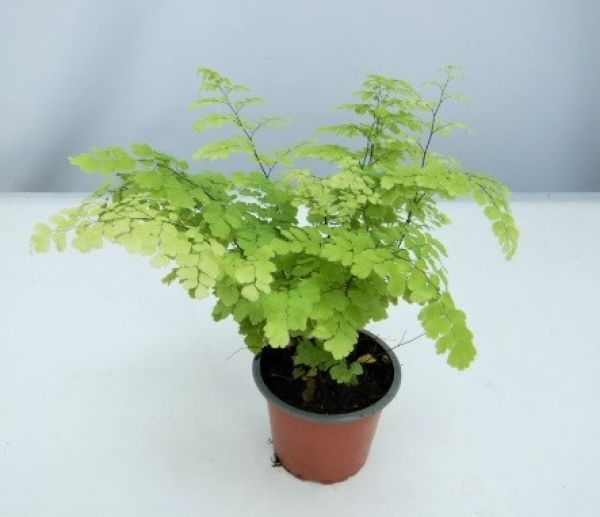 ADIANTUM FRITZ LUTHI