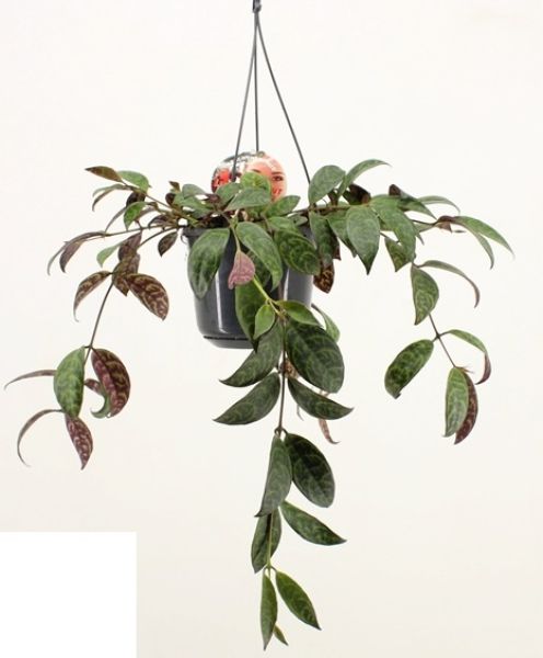 AESCHINANTHUS MARMORATUS
