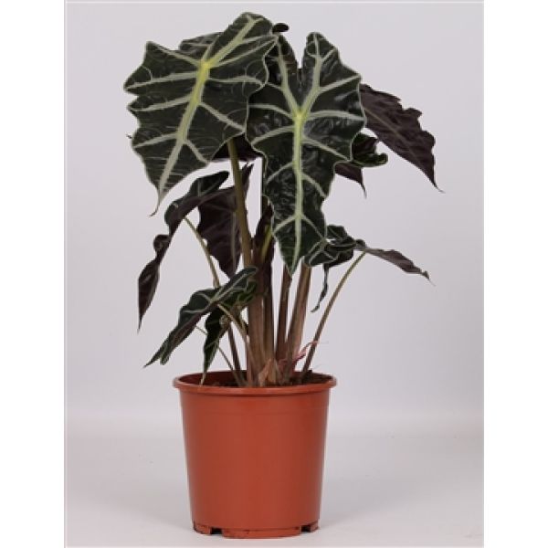 ALOCASIA POLY