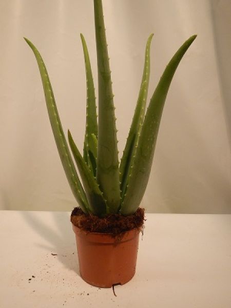 ALOE VERA