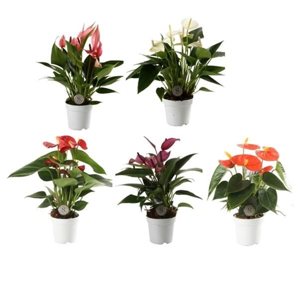 ANTHURIUM MIX