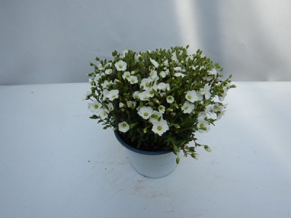 ARENARIA MONTANA