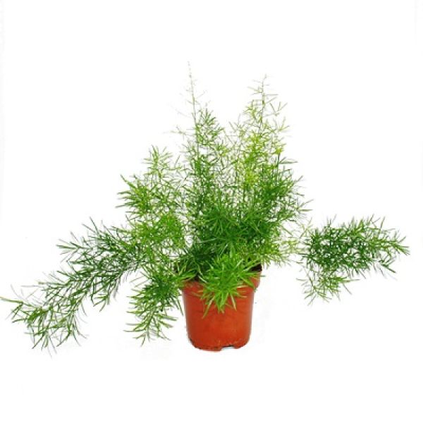 ASPARAGUS SPRENGERI